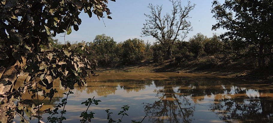 Bagh Tola in Bandhavgarh Bagh Tola in Bandhavgarh