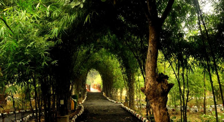Lemon Tree Wildlife Resort in Bandhavgarh Lemon Tree Wildlife Resort in Bandhavgarh